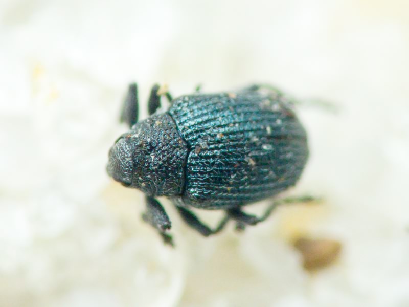 Ceutorhynchus erysimi (Fabricius, 1787)